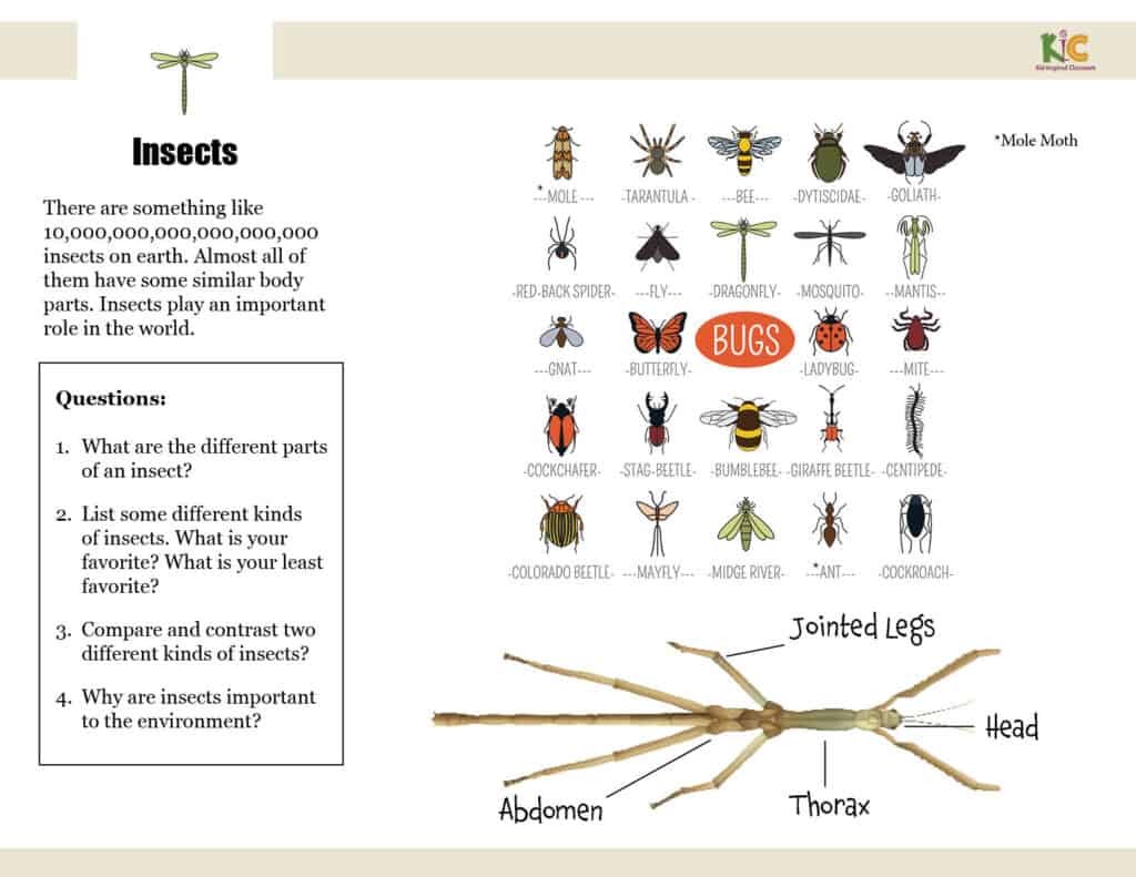 Insects Infographic - Supports for ELLs